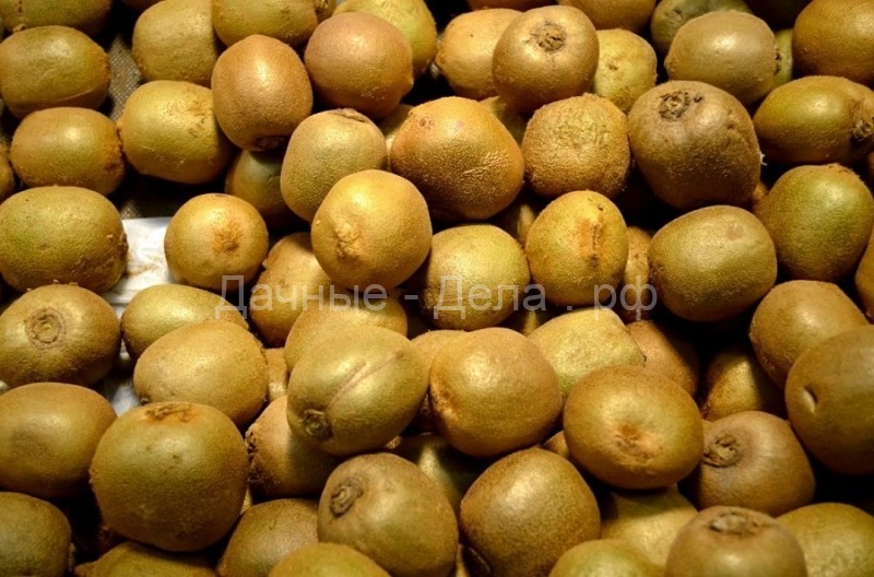 В Белоруссии собрали первый урожай озимого картофеля