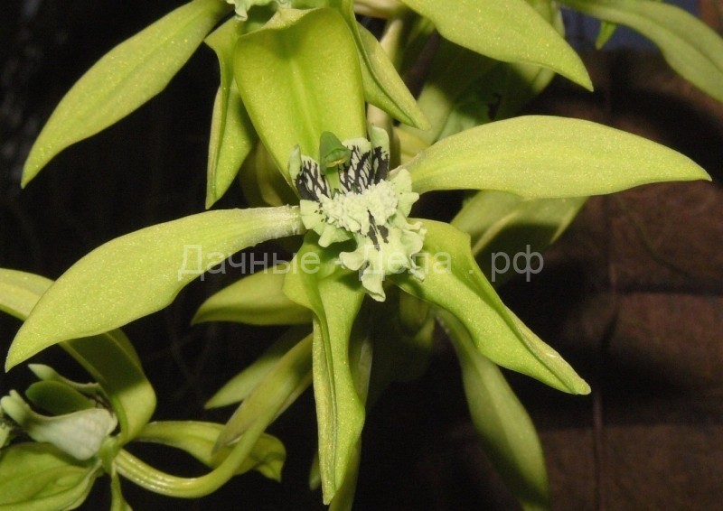Целогина – пышная ампельная орхидея