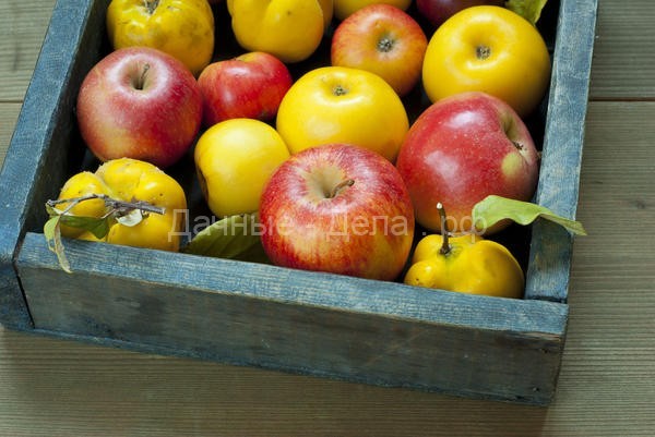 Саженцы для плодового сада: инструкция по выбору сортов