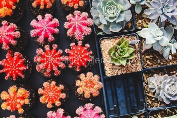 4 креативных способа привлечь больше растений в свой дом