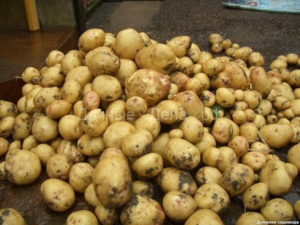 Собираем до 15 кг. картофеля с 1 кв. м: метод Квартальновой