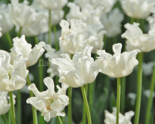 10 самых модных белых сортов тюльпанов