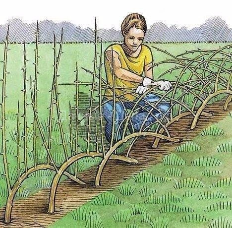 Как вырастить живую изгородь