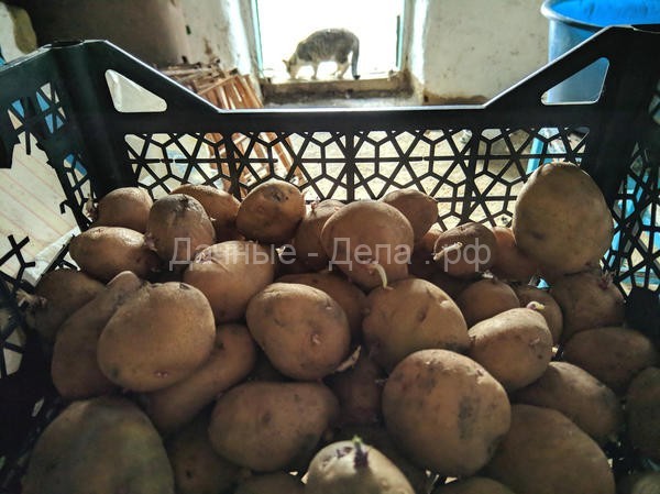 Богатый урожай картофеля на маленьком огороде: метод Виктора Сергеенко