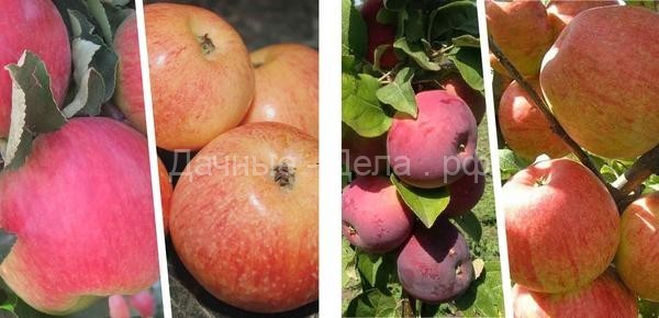 Саженцы для плодового сада: инструкция по выбору сортов