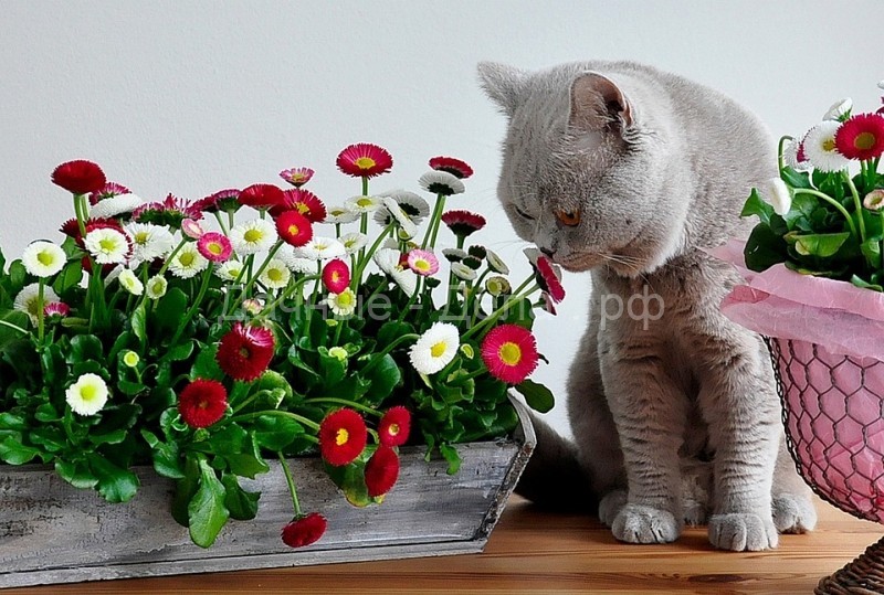 3 верных способа Как отучить кошку есть растения