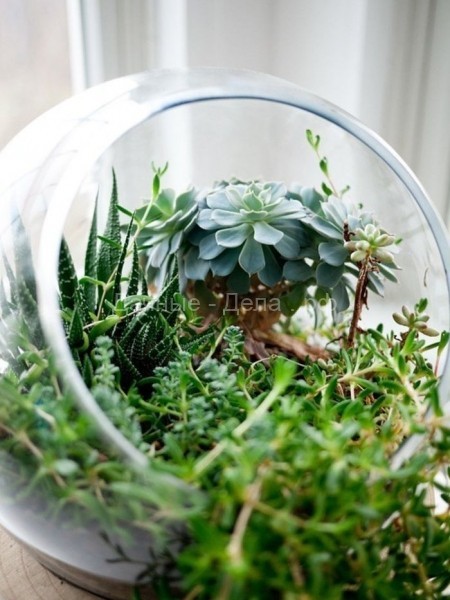 4 креативных способа привлечь больше растений в свой дом