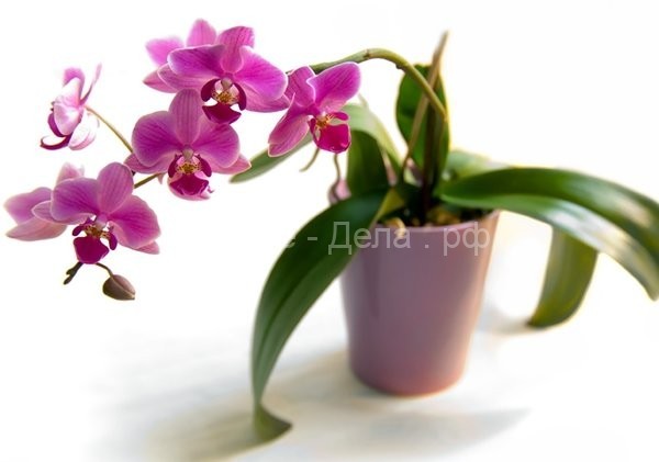 Янтарная кислота — лучшее удобрение для орхидей. Простой рецепт