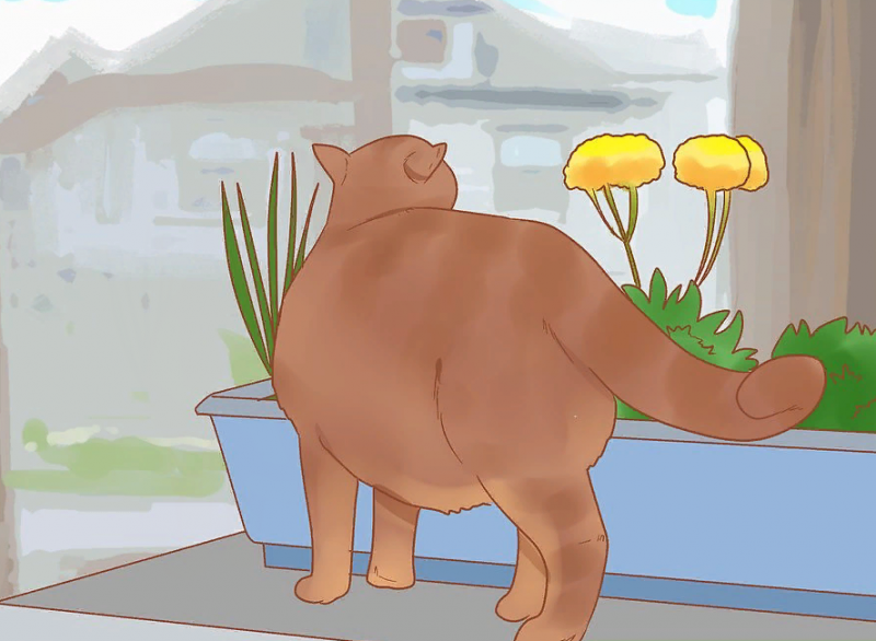 3 верных способа Как отучить кошку есть растения