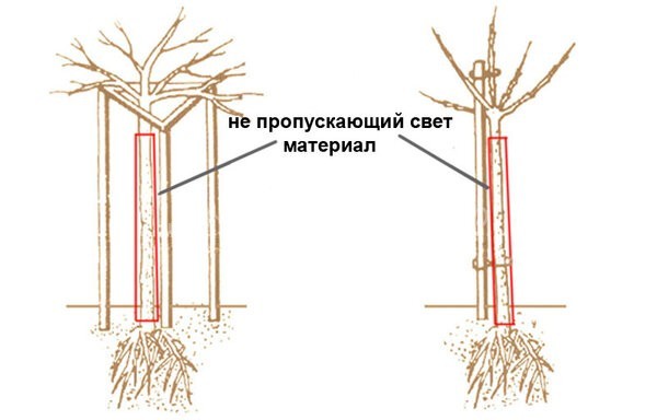 Как вырастить смородиновое дерево