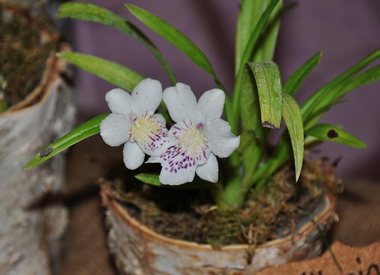 Необычные виды домашних орхидей: какую выбрать?