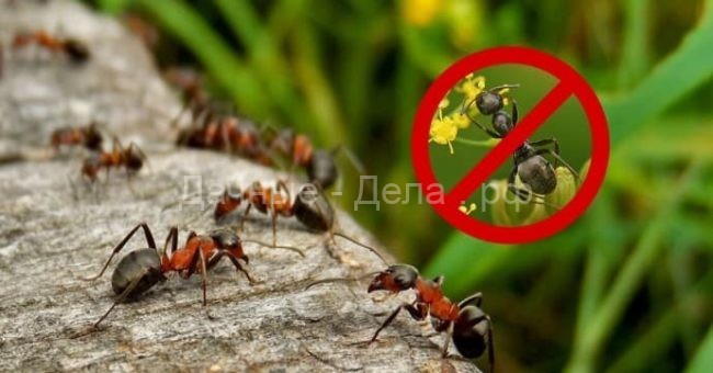 Лето без муравьев: простой способ без химии!