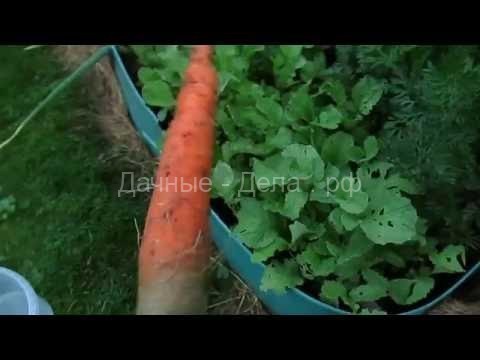 Морковь в ячейках из-под яиц: стоит ли экспериментировать