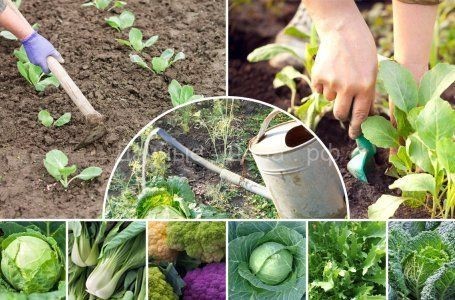 Необычные овощи: коническая капуста