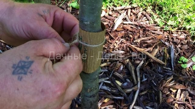 Ловчий пояс для защиты деревьев: когда накладывать и снимать, как сделать самому