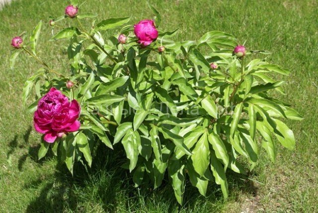 Чем подкормить пионы весной для пышного цветения