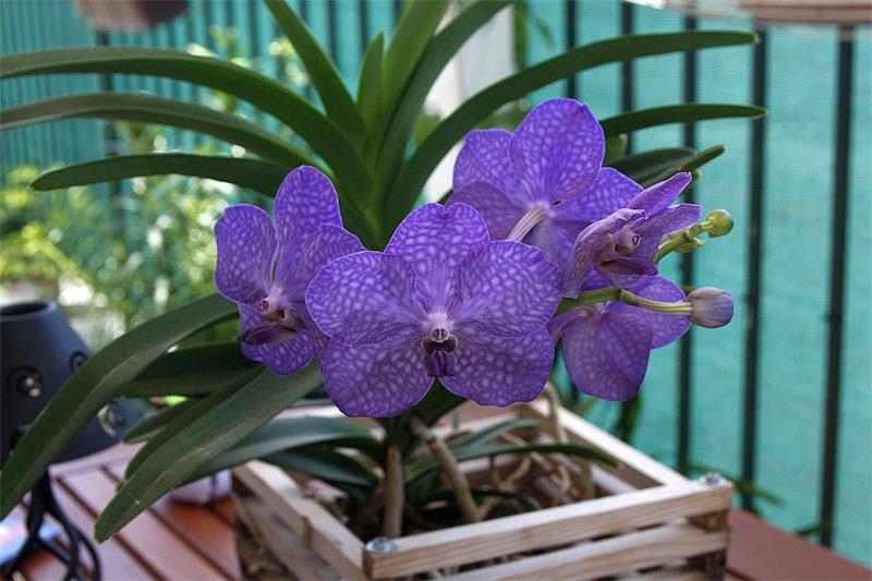 Необычные виды домашних орхидей: какую выбрать?