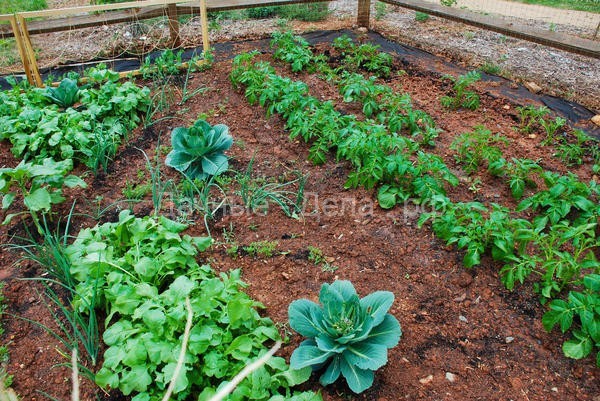 Богатый урожай картофеля на маленьком огороде: метод Виктора Сергеенко
