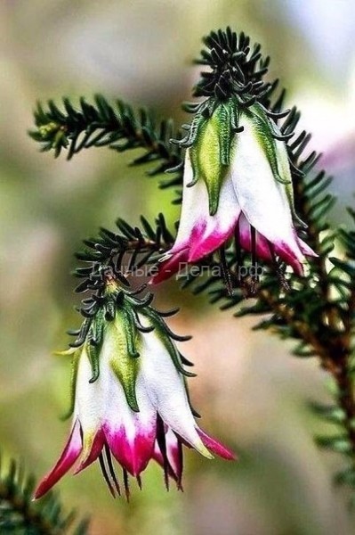 Необычные цветы.
