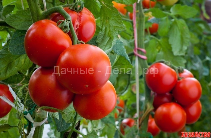 Выращиваю томаты особого назначения