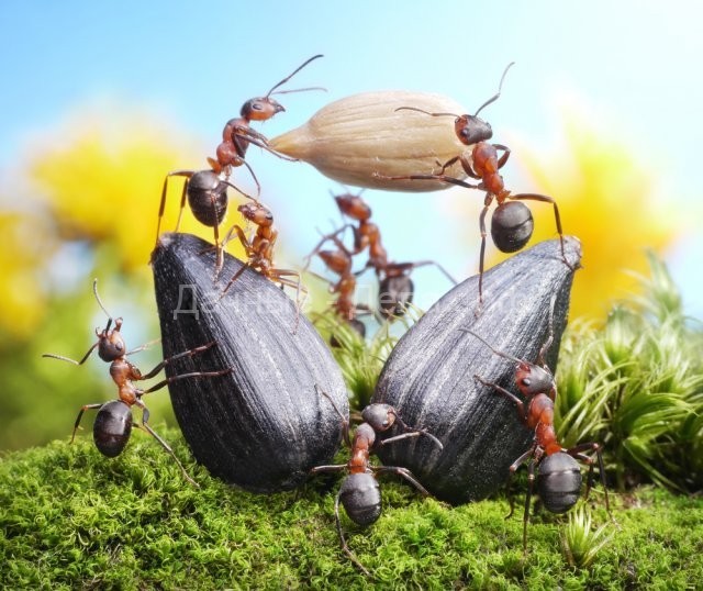 7 причин избавиться от муравьев в саду и огороде
