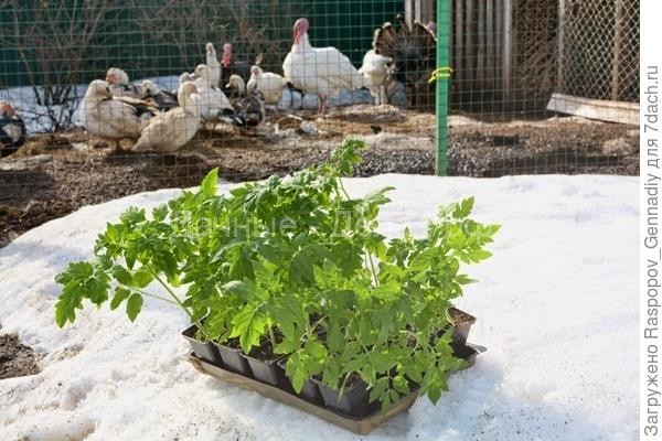 Как выращивать вкусные и целебные томаты, создавая живую почву в теплице