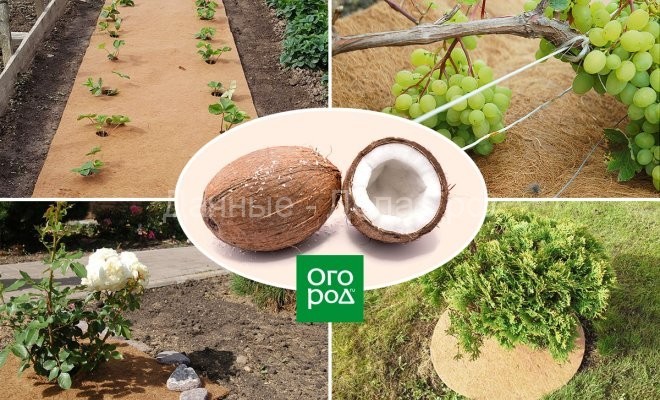Мульча из кокосового волокна – секреты применения современного экологичного материала