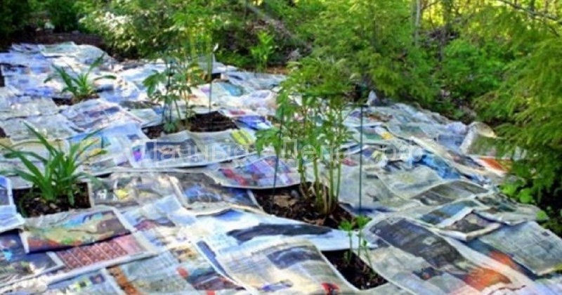 Зачем дачники раскладывают по грядкам газеты, или 9 способов упростить садоводство