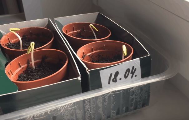 Экспресс-метод выращивания рассады огурцов: быстрее просто не бывает