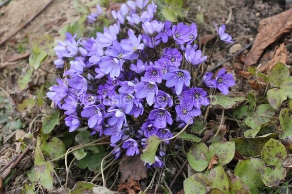 Первые цветочки весны у Людмилы!