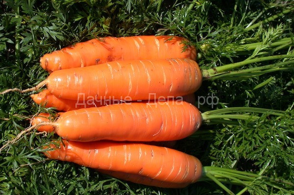 Не знаете, какую морковь сажать? Сажайте нантскую!