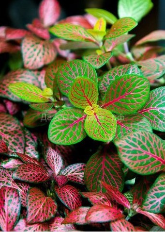 15 необычных и очень красивых растений для тех, у кого ″есть все″