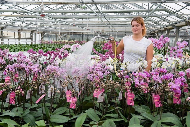 Орхидеи — куртизанки растительного мира