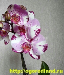 Орхидеи в доме. Сорта и виды. Все важное в уходе за орхидеей