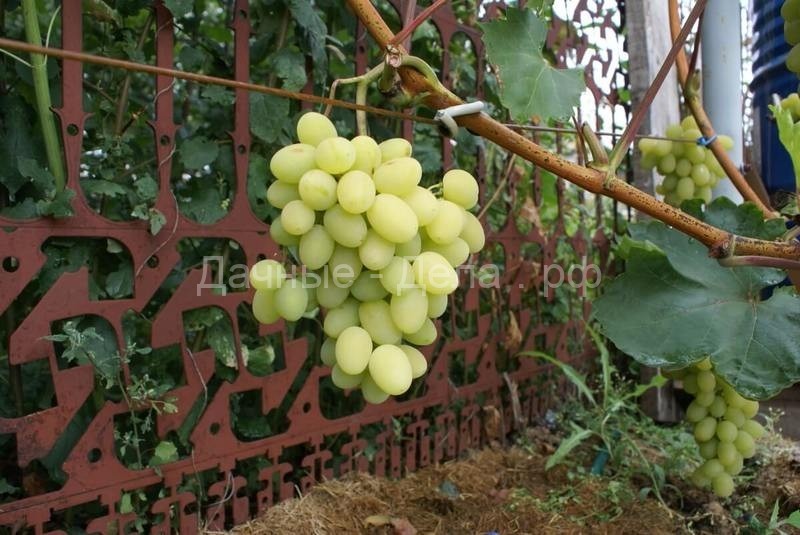 Шпалера для винограда своими руками