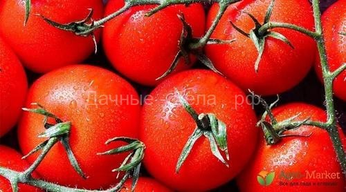 Необычные приемы выращивания обычных томатов, о которых вы не знаете