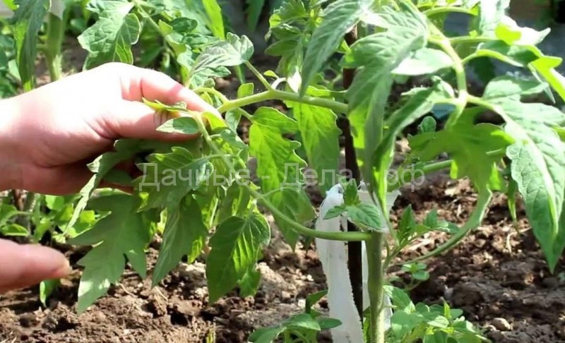 9 обязательных правил для посадки рассады помидор на грядку
