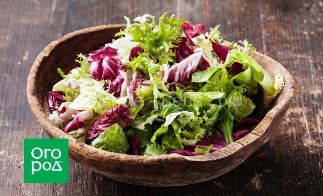 10 самых вкусных весенних салатов – чем побаловать себя и близких