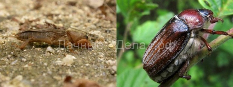 Майский жук: каким растениям угрожает и как с ним бороться