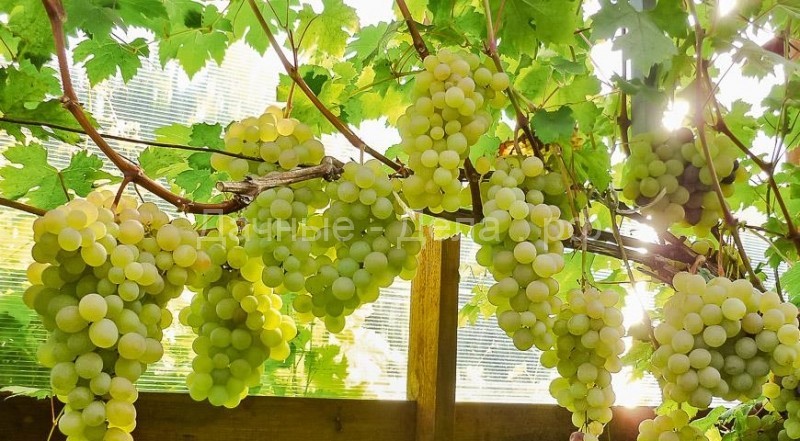 5 самых главных ошибок при выращивании винограда
