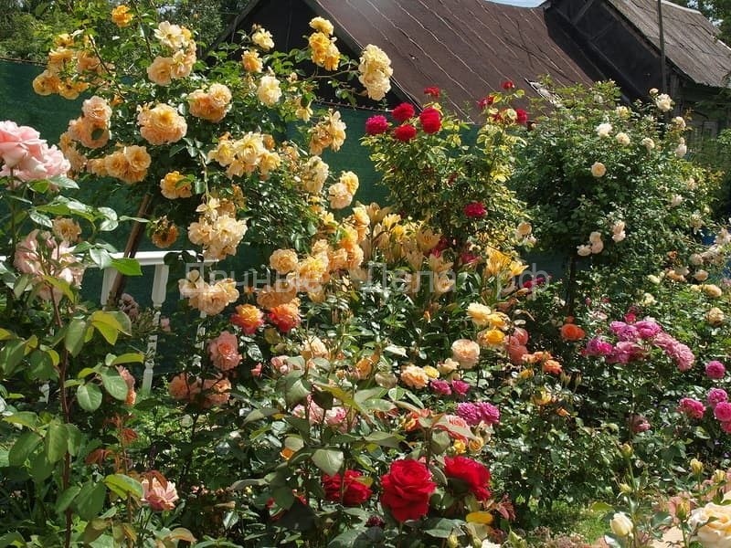 Как обновить старые розы на участке, которым более 10 лет?