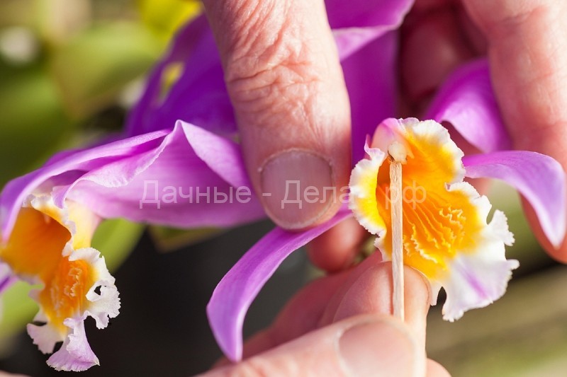 Орхидеи — куртизанки растительного мира