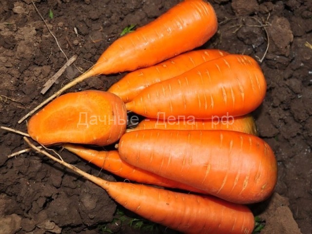 Почему морковь горчит?