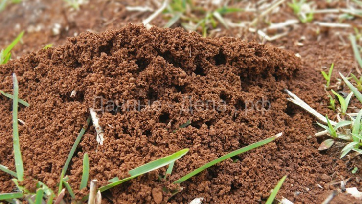 Методы, которые помогут вам вывести муравьев с огорода