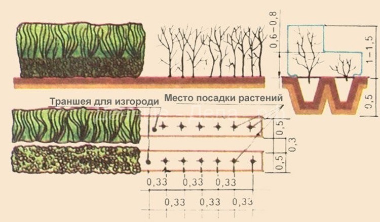 Посадка и выращивание боярышника на дачном участке
