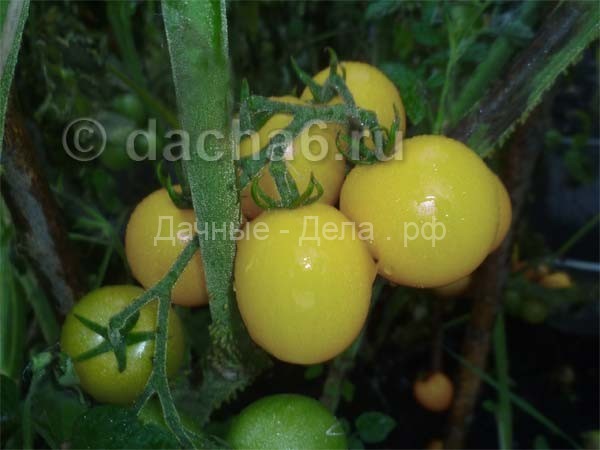 Желтые и красные помидоры - есть ли разница?