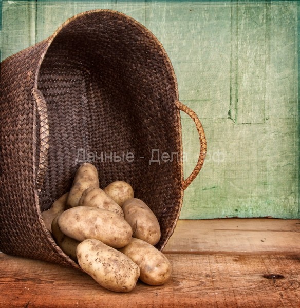 5 занимательных исторических фактов о картофеле и простой рецепт вкусного картофельного супа