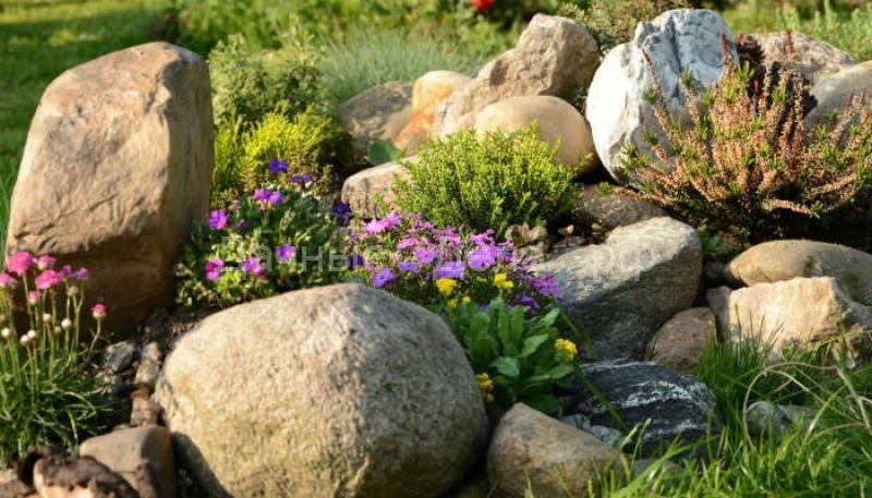 Тринадцать скальных растений, цветущих с весны и до осени