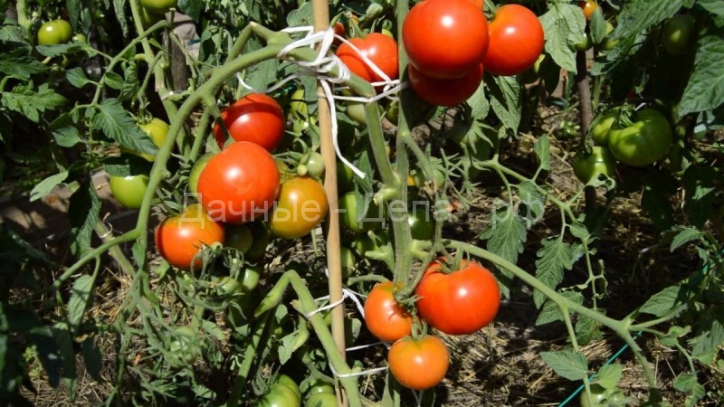Горячая вода — экологический способ спасти от фитофторы и сохранить урожай собранных помидоров
