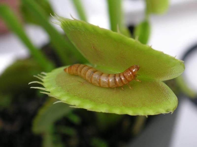 Самые жуткие растения в мире, которые растут, возможно, у вашего дома